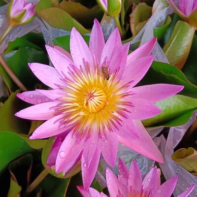 睡莲水培植物四季鲜花碗莲荷花成品苗带花苞室内花卉水池养水莲花