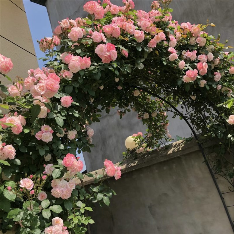 樱霞大型藤本月季多季开花庭院阳台爬藤花卉植物盆栽地栽耐寒耐热