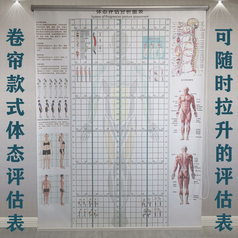 卷帘款体态评估表j健身房瑜伽馆健身运动体位体测图私教评估图定