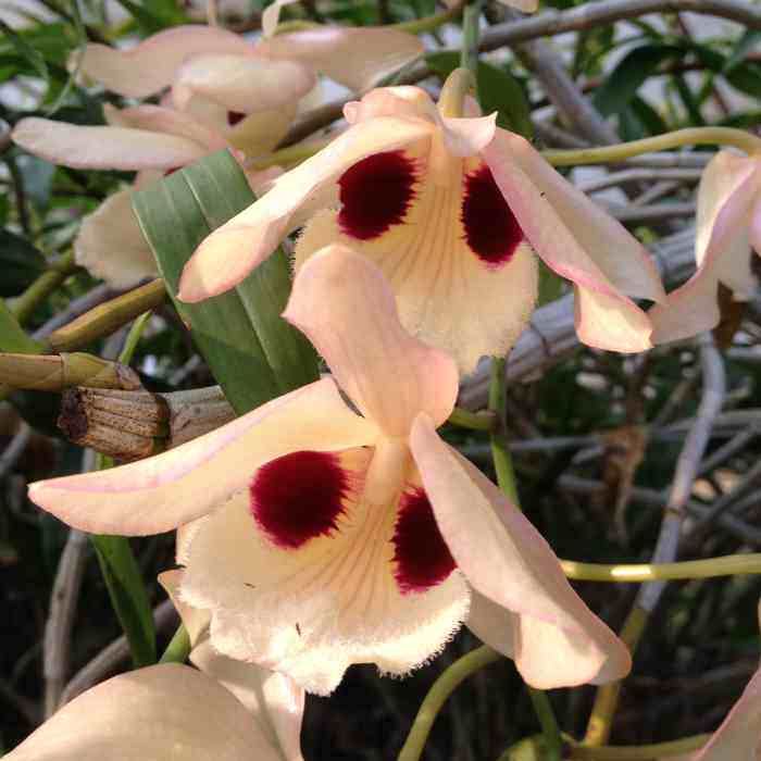 蜻蜓石斛兰花 大花石斛 附生吊兰洋兰庭院阳台园艺绿植花卉盆栽