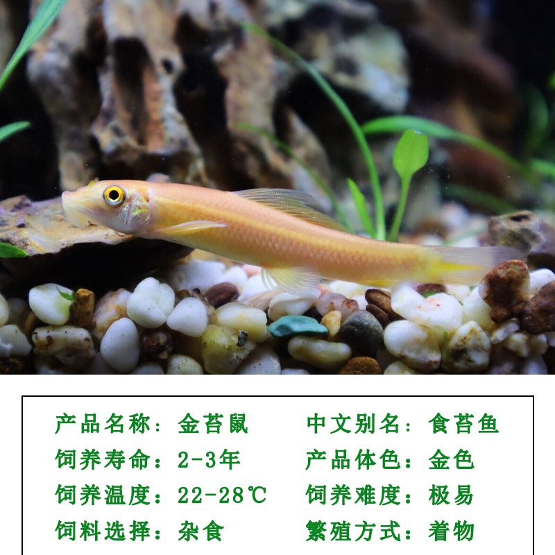 速发观赏鱼清道夫鱼金苔鼠除藻工具鱼淡水好养鱼缸清洁工热带鱼吃
