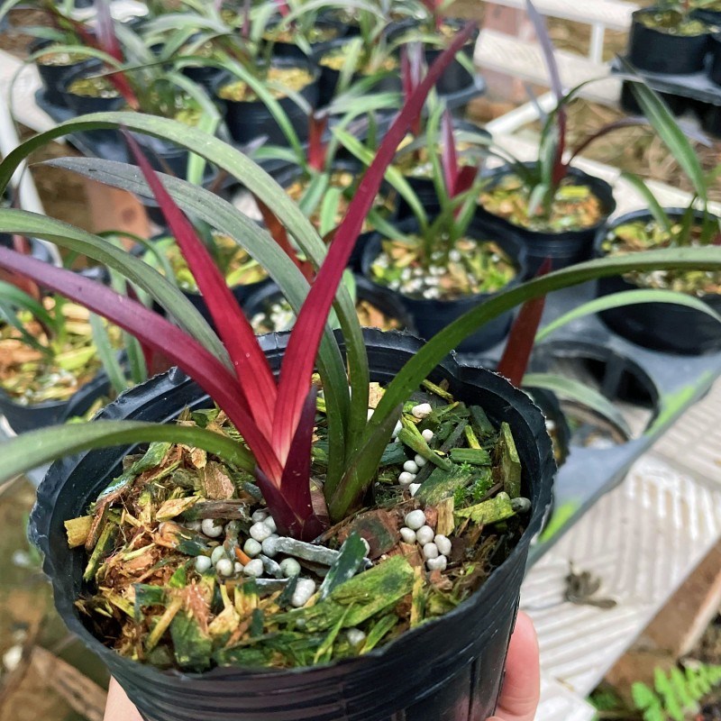 矮种建兰红草红荷精品兰花苗四季开花荷瓣浓香型