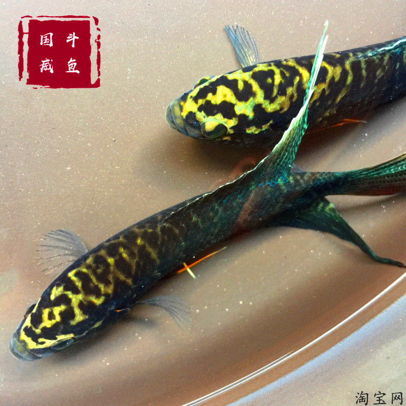 速发中国斗鱼 改良多血黑叉 冰风暴深圳越黑杂蓝黑蛇耐活鱼叉尾观
