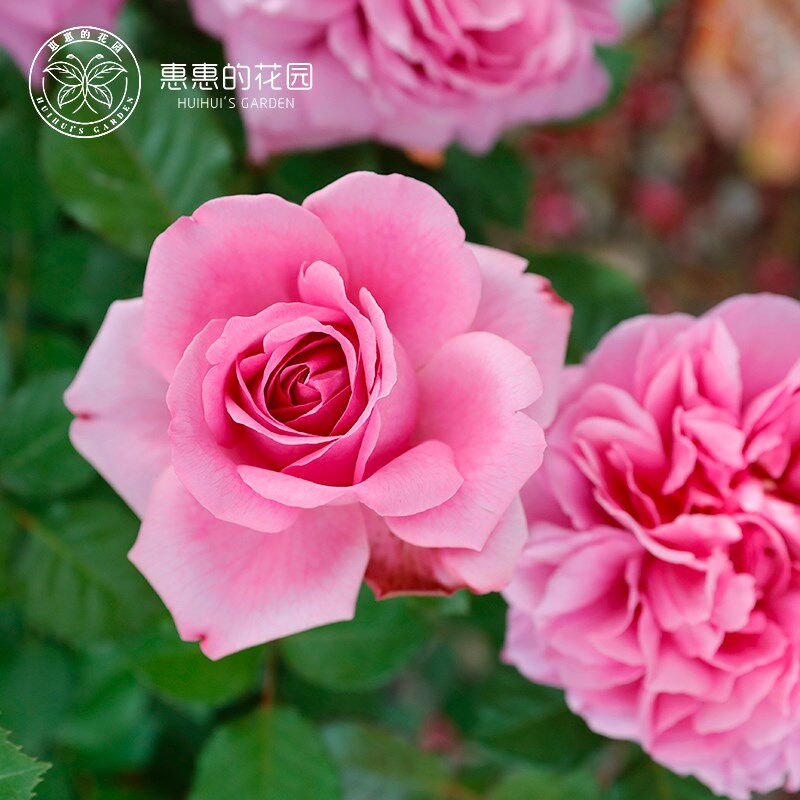 惠惠的花园灌木庞巴度月季大花浓香耐热抗病四季勤开庭院阳台盆栽