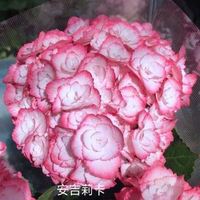 新品绣球花苗 公及艳后彩梦我亲爱的 牵牛星安妮埃 主恋物语饰品