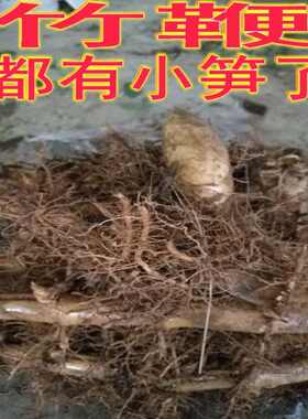 江西绿化苗子会春笋耐长 庭院植物苗木 大竹苗竹子毛竹冬笋苗