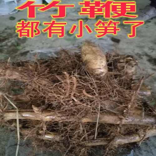 江西绿化苗子会春笋耐长 庭院植物苗木 大竹苗竹子毛竹冬笋苗