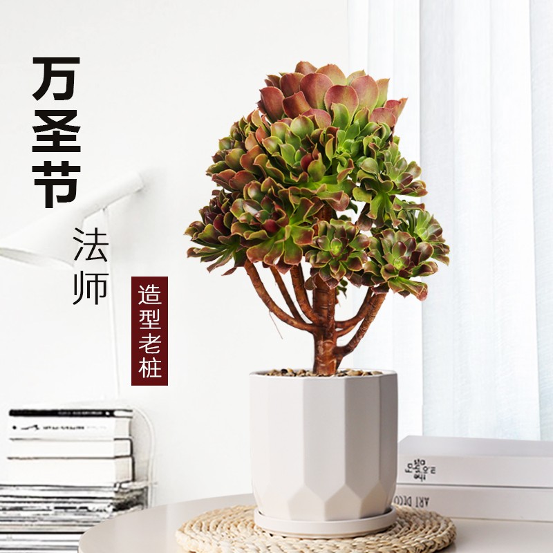 法师多肉植物老桩多头r紫羊绒多肉阳台肉肉植物多肉基地大老桩