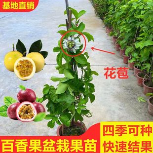 百香果树果苗带果发货爬藤植物盆栽庭院四季 结果鸡蛋果苗紫香果树