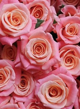 猪猪小姐中苗 肯尼亚切花玫瑰月季新品新手抗病好丰花阳台绿植盆