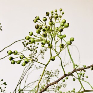 山归来鲜切花小众稀有精品花材家庭瓶插花艺婚庆节日比赛装饰果子