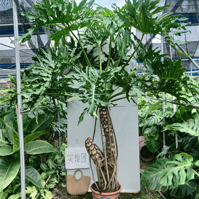 春羽龙鳞杆d老桩室内大小盆栽一物一拍水培绿植吸甲醛自产自销包