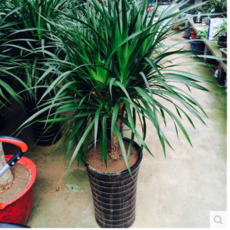 速发龙须铁 多头香龙血树 室内客厅大型植物盆景 盆栽花卉苗木 吸