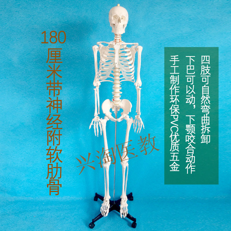 人体骨骼模型45 8l5  170cm医学美术瑜伽小白骷髅教学全身脊椎骨