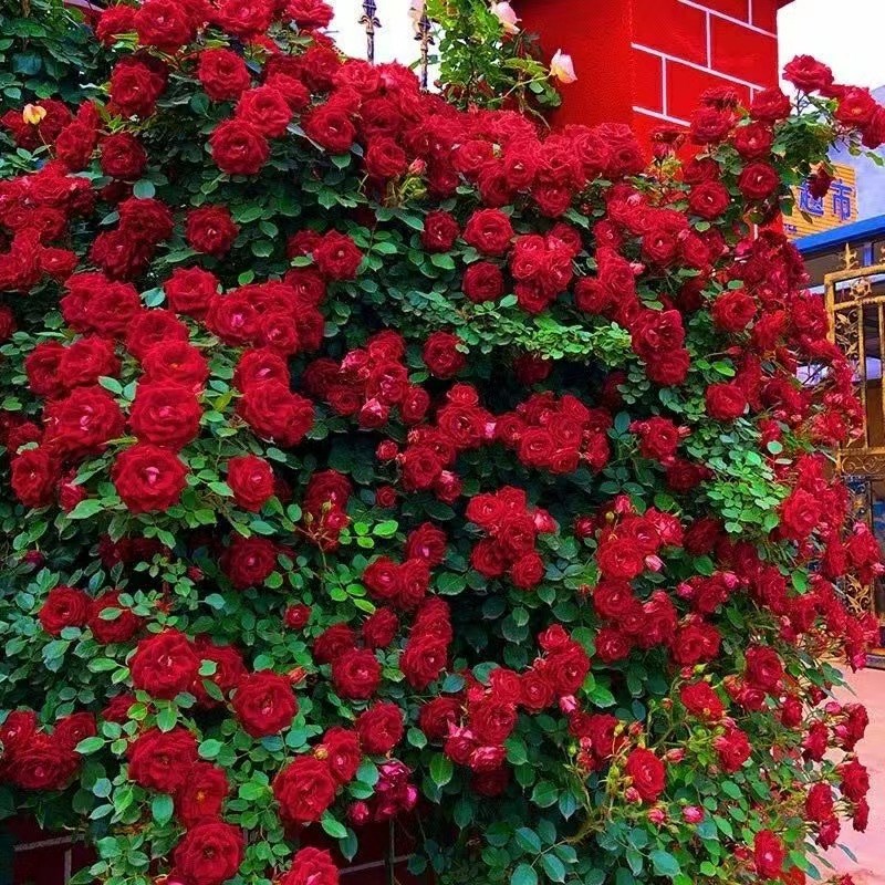 蔷薇花苗藤本月季特大浓香庭院爬藤植物花卉盆栽阳台玫瑰爬墙四季