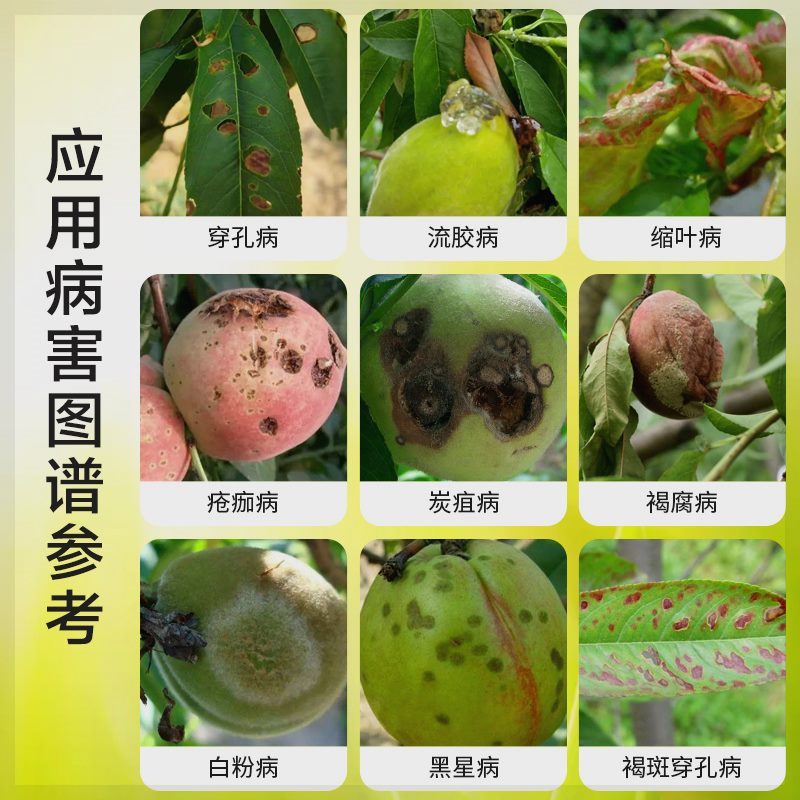 桃满清桃树专用穿p孔流胶缩叶疮痂炭疽白粉生物制剂