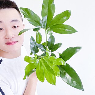 印第安羽毛蔓绿绒室内客厅好养耐阴大型绿植花卉净化空气稀有盆栽