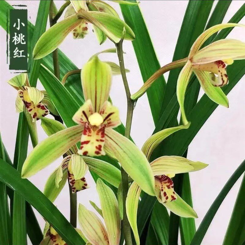 建兰四季兰浓香金边小桃红兰花苗夏秋开花花卉室内盆栽绿植