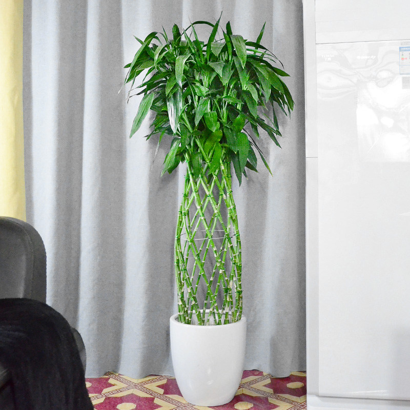 极速富贵竹 开运竹花瓶竹笼绿植办公室内净化空气常绿大盆栽植物