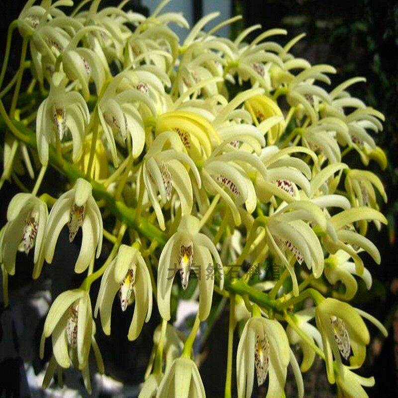 大明石斛石斛兰铁皮石斛洋兰绿植阳台附生兰盆栽浓香石斛兰花苗