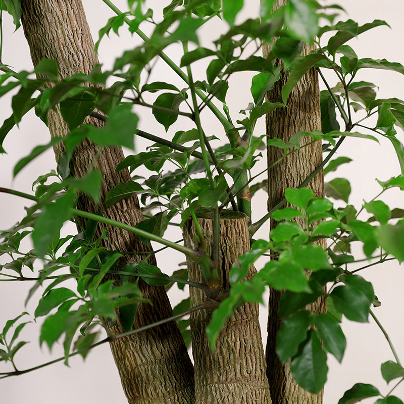 双木林幌伞枫北欧风植物大型幸福树非绿宝大盆栽室内客厅阳台盆景