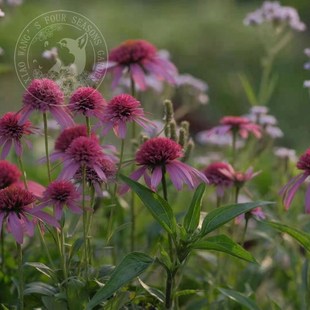 新品 重瓣松果菊粉色 耐寒耐热 多年生宿根草本植物 花园阳台盆栽