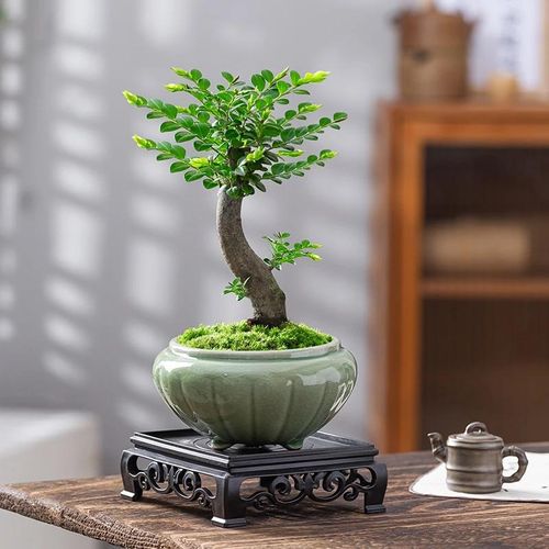 小叶紫檀盆栽树苗老桩植物室内花四季好养客厅办公室桌面绿植摆件