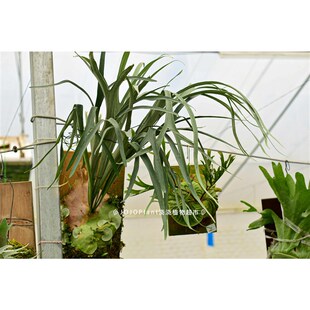 一物一拍鹿角蕨浇浇植物细菌玉女奥本河卷卷鹿角蕨银鹿Ins北欧风