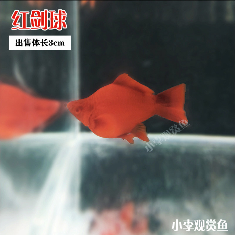 速发高帆红剑鱼双尾燕尾高鳍红箭鱼热带孔雀凤尾鱼发财观赏小型鱼