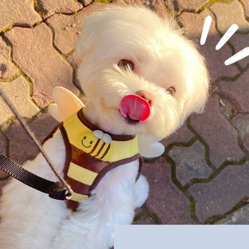 推荐约克夏专用牵引绳小狗狗奶狗1斤胸背式绳子夏天超小体犬幼犬