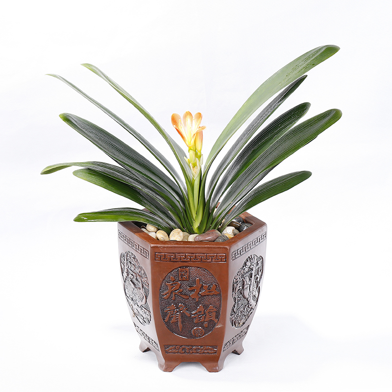 君子兰苗盆栽精品绿植室内花卉圆头和尚5年大苗带花当年开花清仓