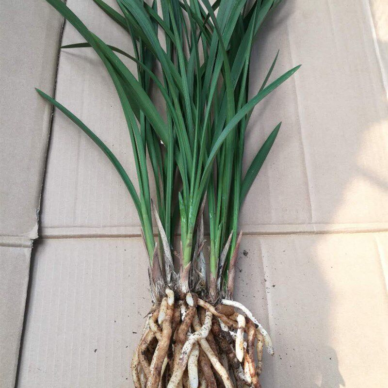 四季兰建兰大青株型高大夏季秋季开花浓香一年开多次好评如潮包邮