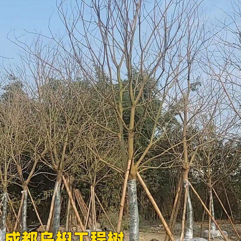 乌桕树苗成都园林绿化工程树行道树承接栽种庭院别墅乌桕造型造景