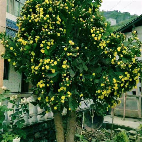 新品仙人掌千手观音开花仙人树老桩千佛手盆栽夏季大型绿植吸甲醛
