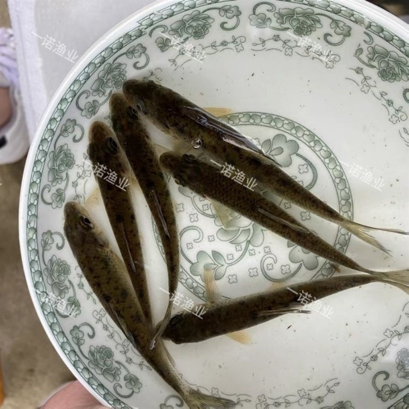 速发花骨鱼苗淡水花菇鱼季郎鱼鸡骨郎麻花鱼马驹子激浪鱼养殖食用
