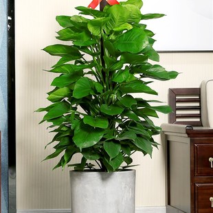 大叶绿萝柱室内大型盆栽绿植盆景净化空气去除甲醛办公室客厅好养