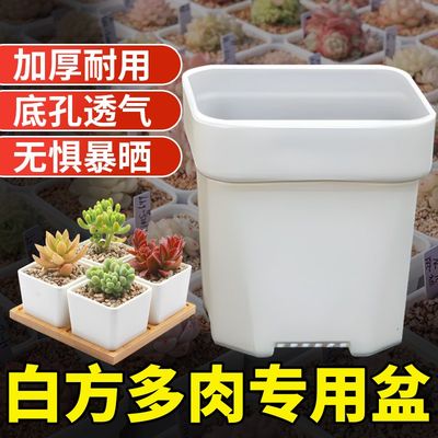 现货速发热卖八角加厚小白方多肉花盆特厚塑料方形植物叶插育苗盆