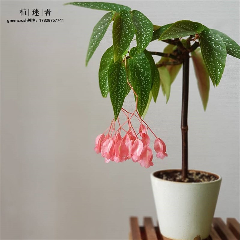 竹节秋海棠红白花耐热植物网红insw荷兰进口begonia tamaya植迷