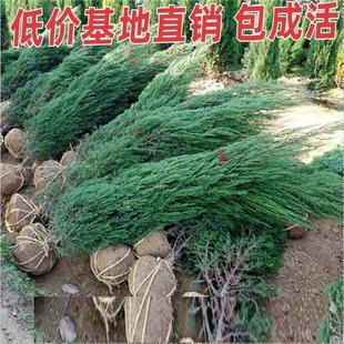 刺柏小苗墓前常绿树松公墓花卉塔柏树苗易活种植好养工程迎客松美