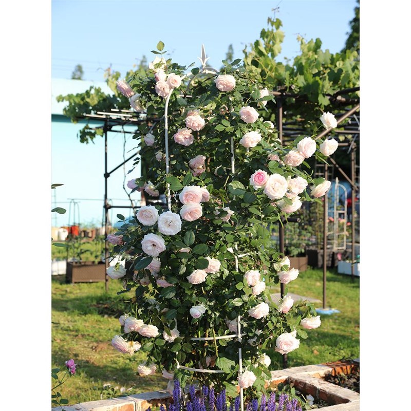 花架爬藤架藤架铁线莲支架铁艺月季阳台攀爬植物架子杆户外支撑架