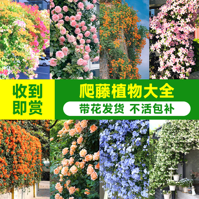 爬藤植物藤蔓四季开花爬山虎室内外耐寒耐冻花卉庭院绿植蔷薇花苗
