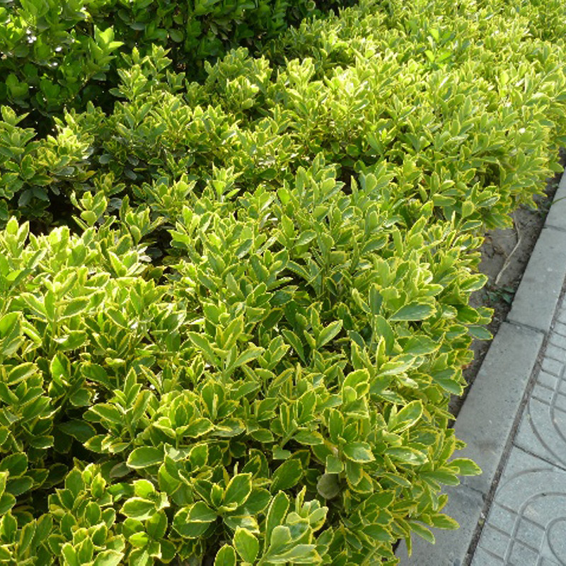 新品四季常青金边冬青小s苗金边黄杨苗彩色绿篱色块室外植物花墙