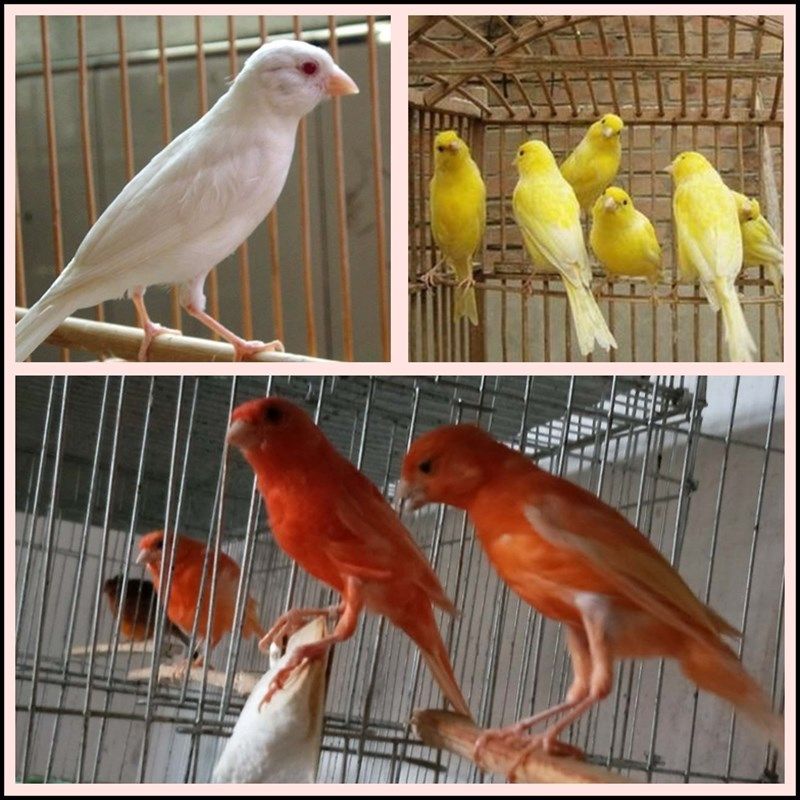 新品活体玉鸟绿桂皮芙蓉鸟山东黄玉鸟白玉鸟鸣唱鸟辣y椒红玉鸟扬