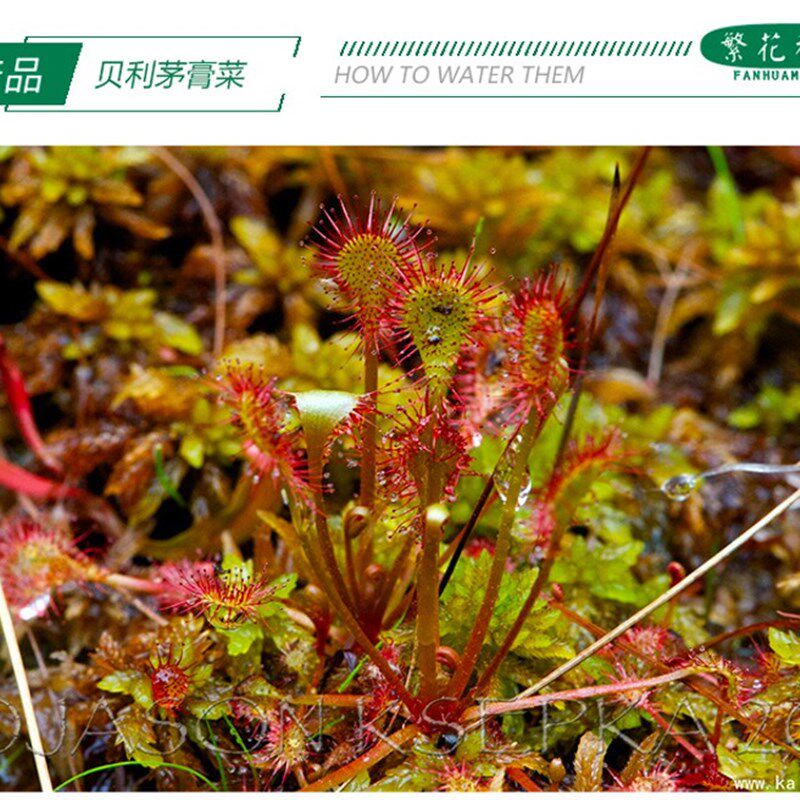 贝利茅膏菜驱蚊草食虫植物捕虫捕苍蝇粘虫绿植迷你盆栽多肉毛毡苔