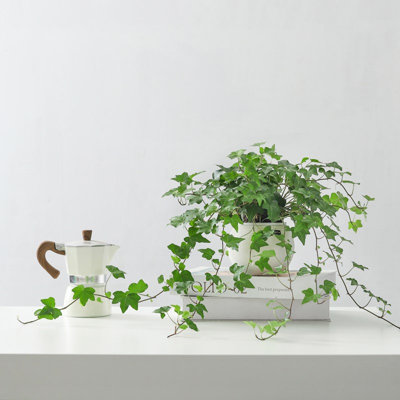 小众高货常春藤盆栽花卉植物室内花苗吊兰垂吊爬藤绿植净化空气盆