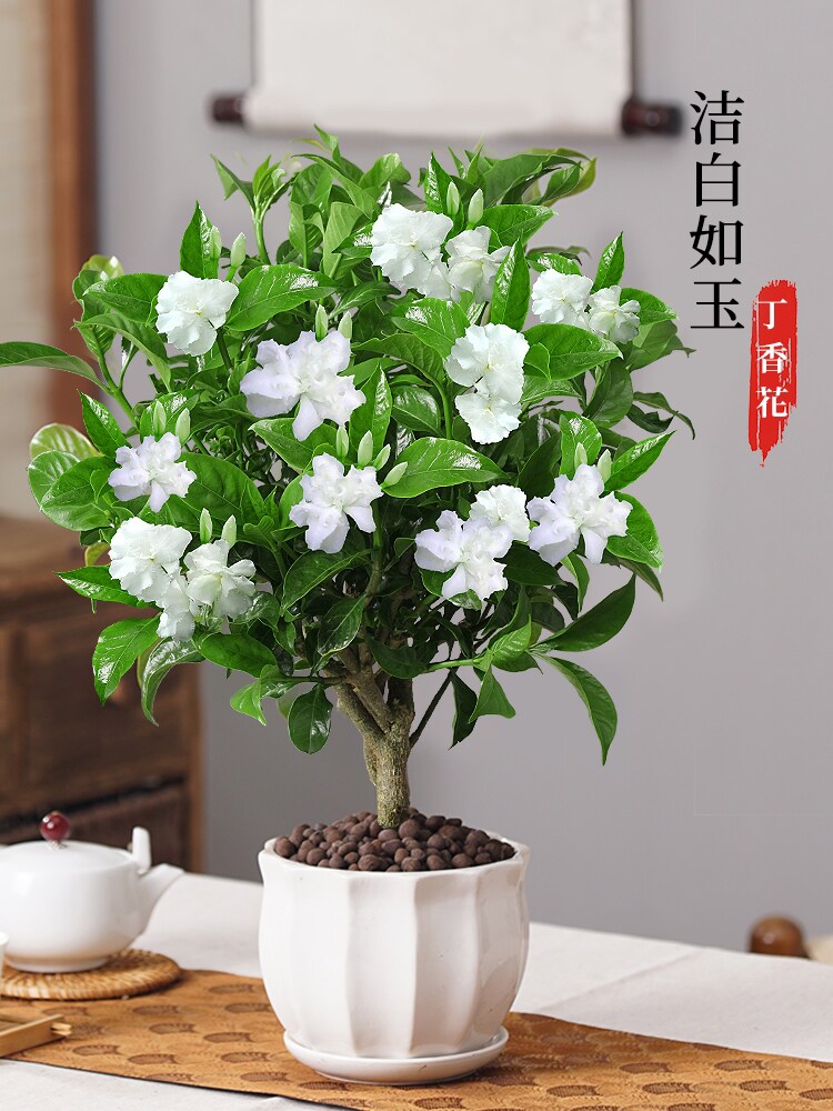 丁香花盆栽树苗室内阳台s好养花卉植物四季开花庭院浓香型观赏绿