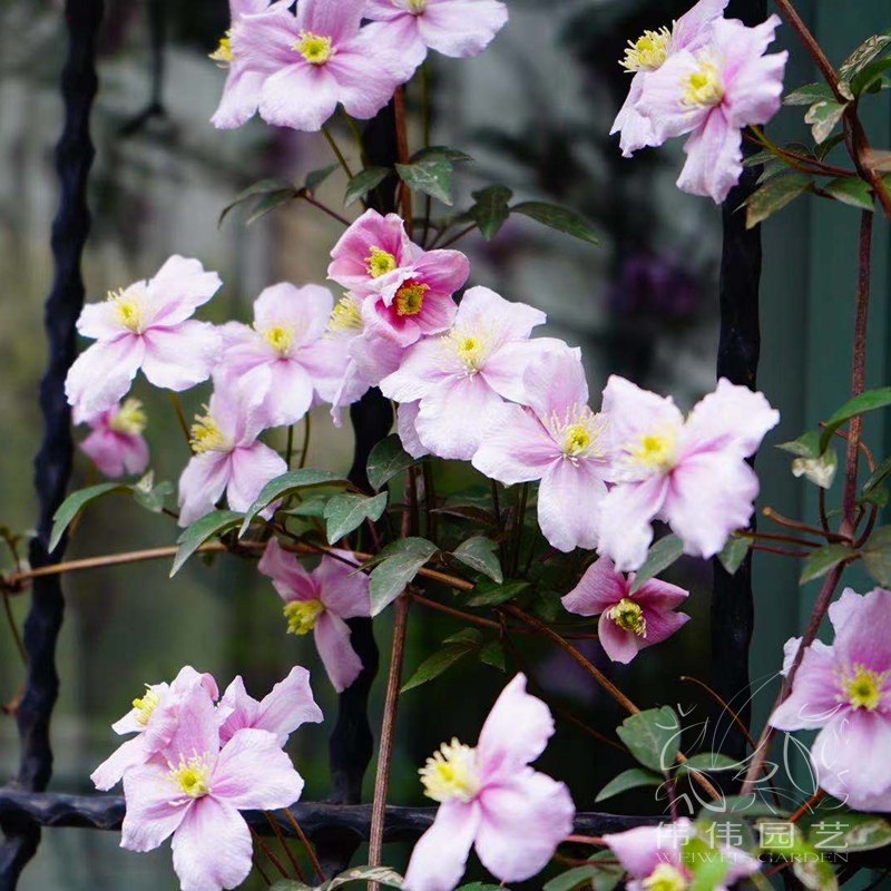 伟伟园艺 铁线莲杰出梵高 蒙大拿组大型枝条可长10米春季集中开花