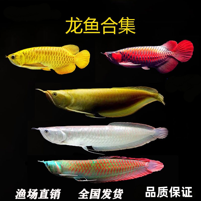 新品中上层七彩银龙鱼金龙鱼红龙鱼大型热带N观赏鱼活鱼红眼黄化