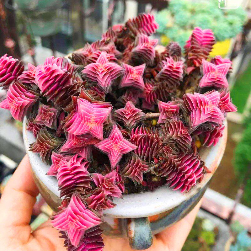 彩色群生大盆茜之塔锦趣味办公桌多肉植i物吊兰室内盆栽阳台防辐