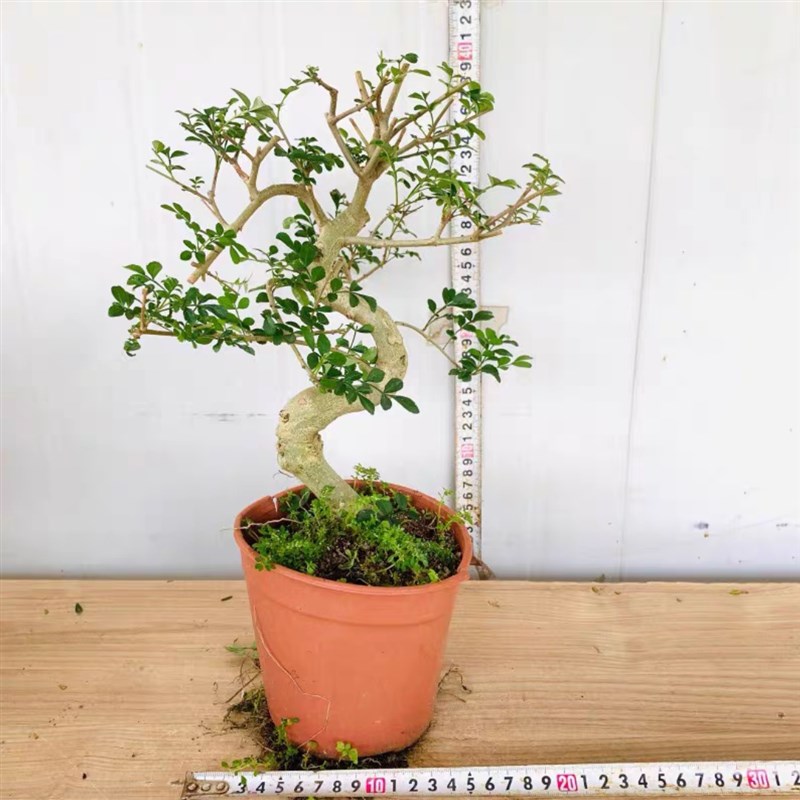 提根悬崖对节白蜡老桩游龙造型盆景游龙小叶榆树庭院花园绿植盆栽